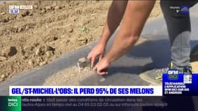Alpes-de-Haute-Provence: un agriculteur lance un appel à l'aide après le gel de ses productions