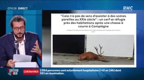 #Magnien, la chronique des réseaux sociaux : Un cerf exténué et traqué lors d'une chasse à courre se réfugie dans un chantier - 21/09 - 7h25