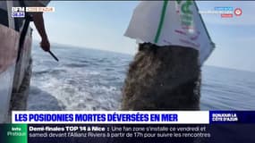 Des posidonies mortes déversées au large des Îles de Lérins