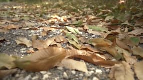 Des feuilles mortes sur le sol d'une forêt du Loir-et-Cher