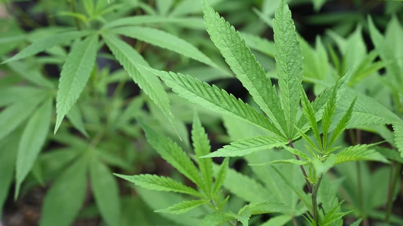 Des plants de cannabis en Jamaïque (photo d'illustration).