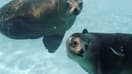 Image d'illustration - deux otaries au zoo d'Amnéville (Moselle) en 2011