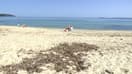 Sur la plage du Lavandou (Var), connu pour ses kilomètres de sable fin typique de la Côte d'Azur, les élus locaux ont décidé de ne plus retirer la posidonie