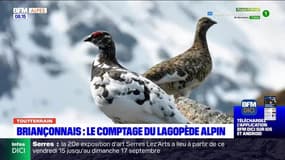 Tout terrain du dimanche 17 septembre 2023 - Briançonnais, le comptage du lagopède alpin