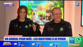 Le café des animaux: les questions à se poser avant d’offrir un animal pour Noël