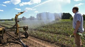 Un champ d'ail à l'arrosage à Beuvry, dans le Nord, département classé orange pour le risque de sécheresse, le 17 mai 2022