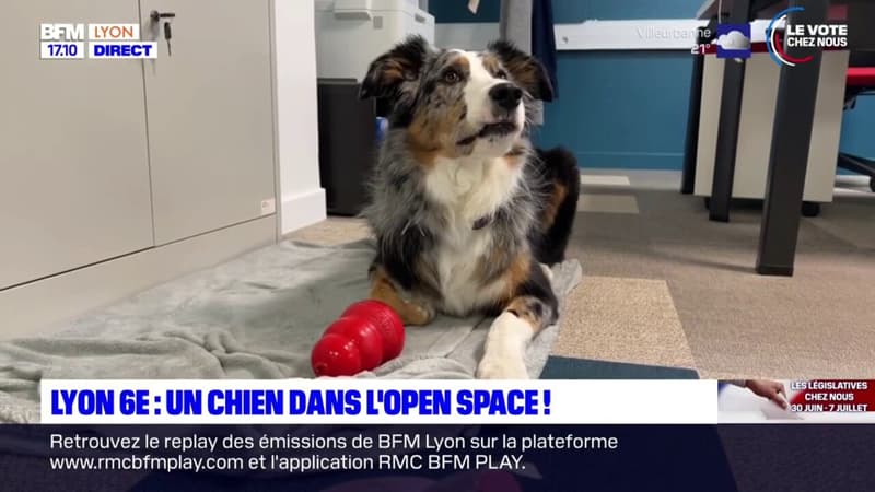 Lyon: un chien au travail pour améliorer le quotidien des employés en open space