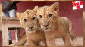 Les lions Isis et Yoda, recueillis à l'âge de quatre mois par l'association Tonga Terre d’Accueil de l'espace zoologique de Saint-Martin-la-Plaine, vont être transférés ce lundi 3 mars 2025 en Afrique du Sud. 