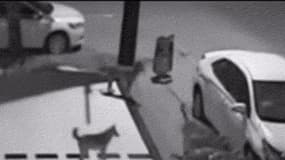 Les chiens s'attaquant au pare-chocs avant du véhicule