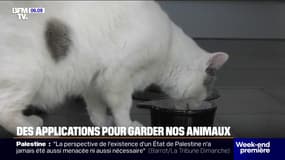 Abandon d'animaux: des applications pour faire garder nos compagnons