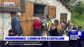 Alpes-de-Haute-Provence: trois jours de fête pour la transhumance à Castellane