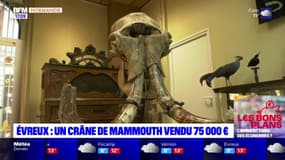 Eure: un crâne de mammouth vendu aux enchères 75.000€ à Évreux
