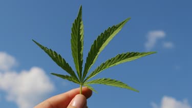 En France, seules les fibres et les graines de chanvre peuvent être utilisées, alors que la réglementation européenne permet d'exploiter toute la plante.