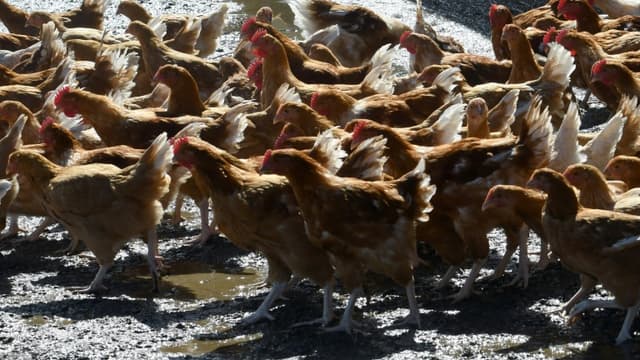 La grippe aviaire a particulièrement touché la filière de l'élevage en France cette année (photo d'illustration). 