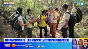 Briançonnais: la science en renfort des pins sylvestres, en danger à cause de la sécheresse