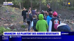 Briançon: des arbres plus résistants à l'environnement plantés