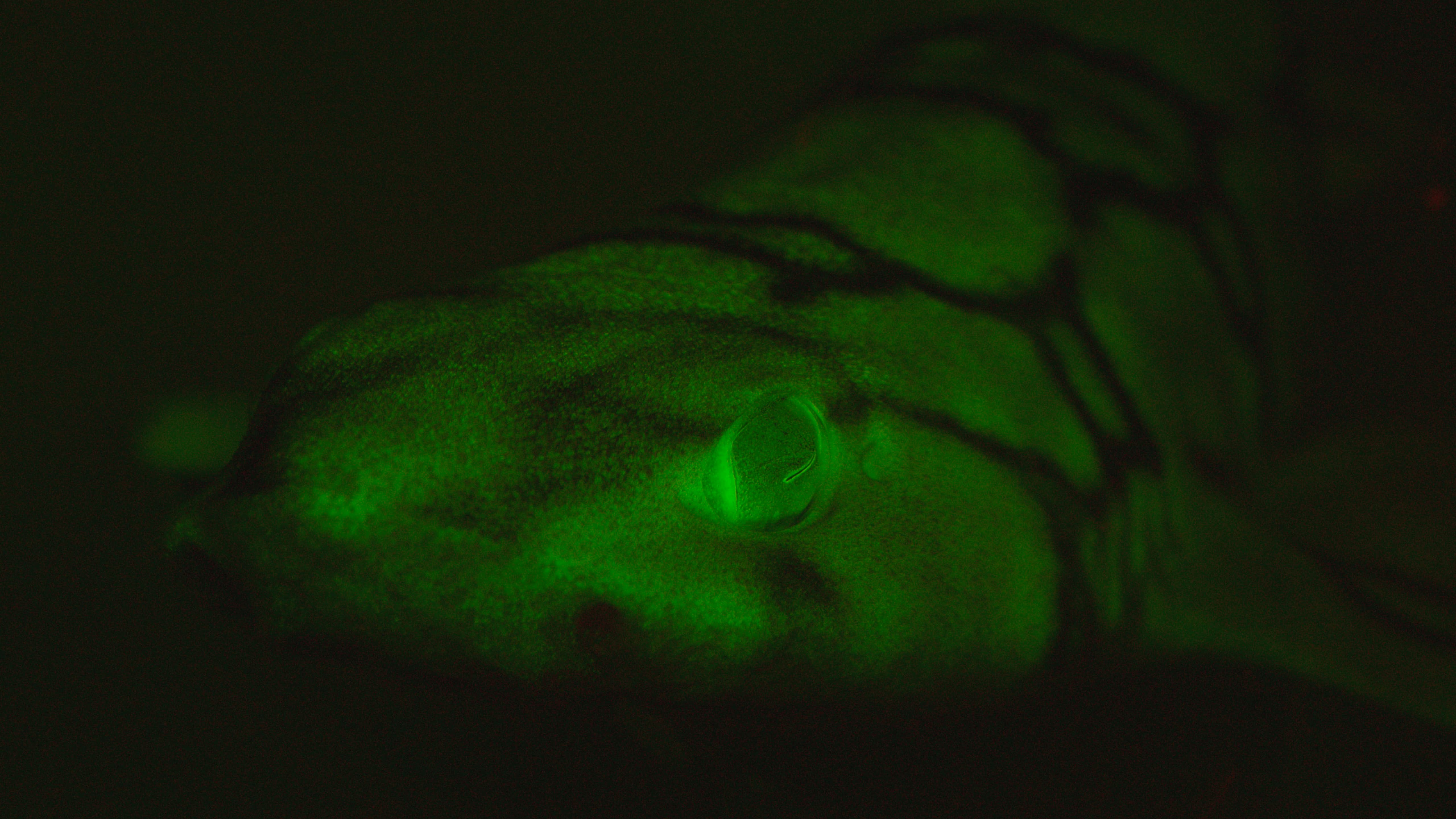 Un requin fluo au large de San Diego