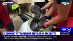 Alsace: comment attraper des reptiles en sécurité?