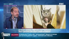 Quand un journaliste de RMC diffuse des photos de son chat en plein direct