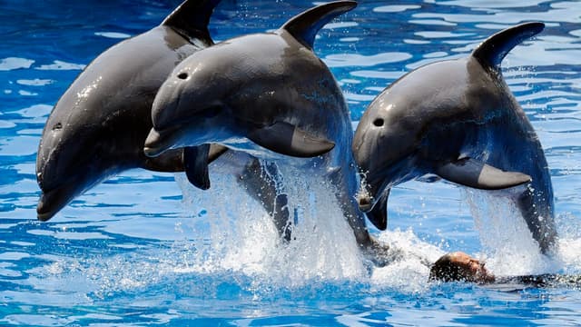 Un arrêté publié au Journal Officiel interdit la reproduction des animaux détenus dans les parcs aquatiques.