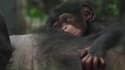 Une femelle chimpanzé est née au zoo de Beauval mercredi dernier