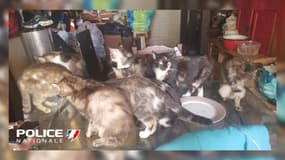 La police de Seine-Maritime a découvert dans un appartement 14 chats abandonnés le 13 juillet 2023.