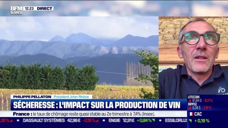 Philippe Pellaton (Inter Rhône) : Sécheresse , comment se porte les vignes ? - 12/08