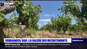 Var: la galère des recrutements pour les vendanges