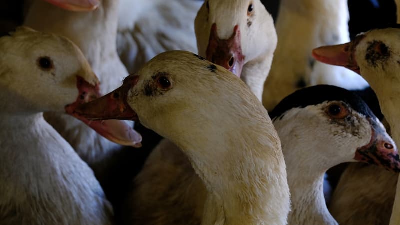 La coopérative qui réunit 12.000 agriculteurs pour produire notamment les foies gras Rougié et Montfort se restructure. 