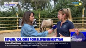 Saint-Raphaël: 100 jours pour élever un cheval mustang venu de l'ouest-américain