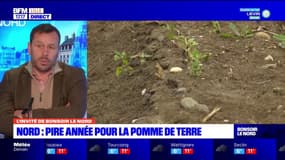 Nord: pire année pour la pomme de terre