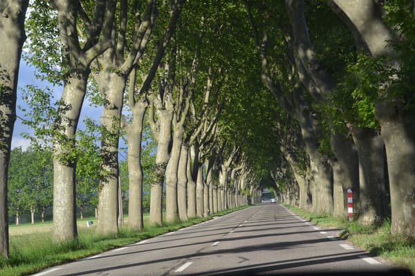 Rangée typique de platanes en France Rangée typique de platanes en France