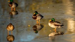 Un foyer de grippe aviaire a été découvert dans un élevage de canards du Tarn (photo d'illustration).