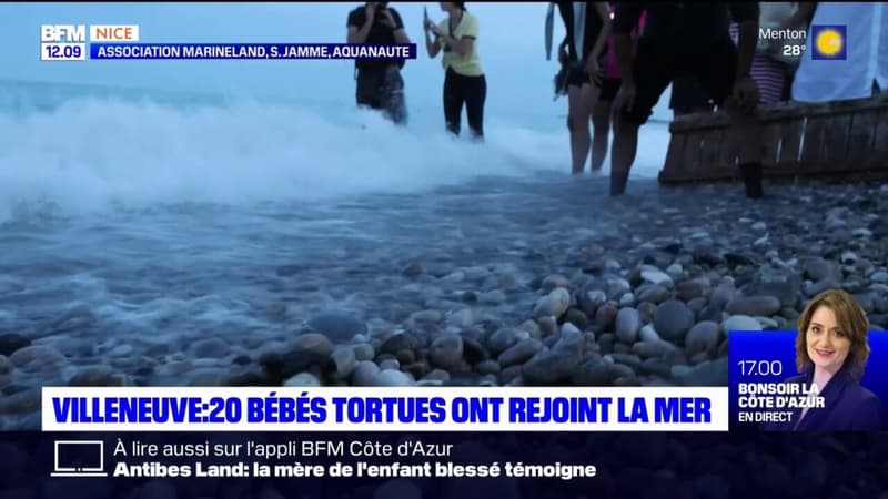 Bébés tortues rejoignant la mer