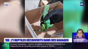 Paris: 21 reptiles découverts dans les bagages d'un touriste allemand