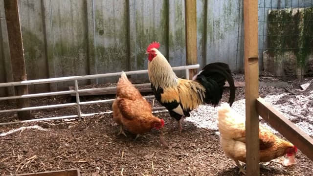 Un coq (illustration).