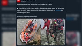 Un husky dérivant dans la Seine sauvé par les pompiers de Seine-Maritime jeudi 23 janvier 2025.