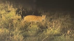 Un félin ressemblant à un serval a été aperçu à Brindas.