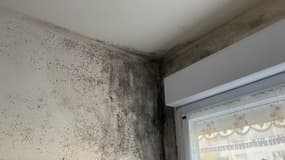 Des moississures recouvrant le logement d'une habitante de Vernaison, dans la métropole de Lyon.