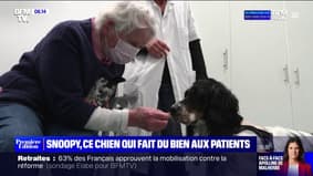 Snoopy, ce chien qui fait du bien aux patients et aux soignants de l'Institut Curie
