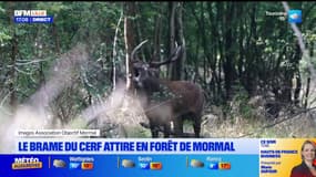 Hauts-de-France: le brame du cerf attire en forêt de Mormal