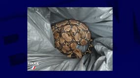 Le boa constrictor a été récupéré par la police à Saumur.