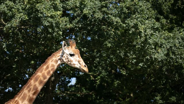Une girafe (photo d'illustration)