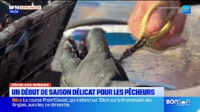 Pêche aux oursins : un début de saison délicat pour les pêcheurs