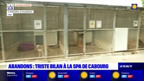 Calvados: la SPA de Cabourg tire un triste bilan des abandons