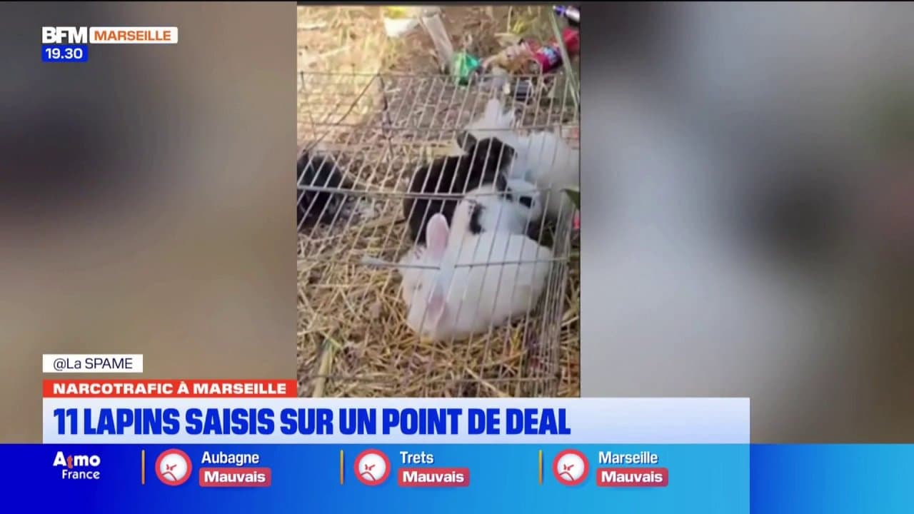 À Marseille, 11 lapins saisis sur un point de deal.