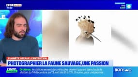 Planète Locale du mercredi 26 février - Photographier la faune sauvage, une passion