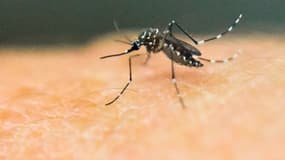 La virus Zika est transmis par les moustiques.