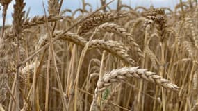 Un champ de blé à Bousbecque, dans le Nord, en attente de moisson fin juillet 2024.
