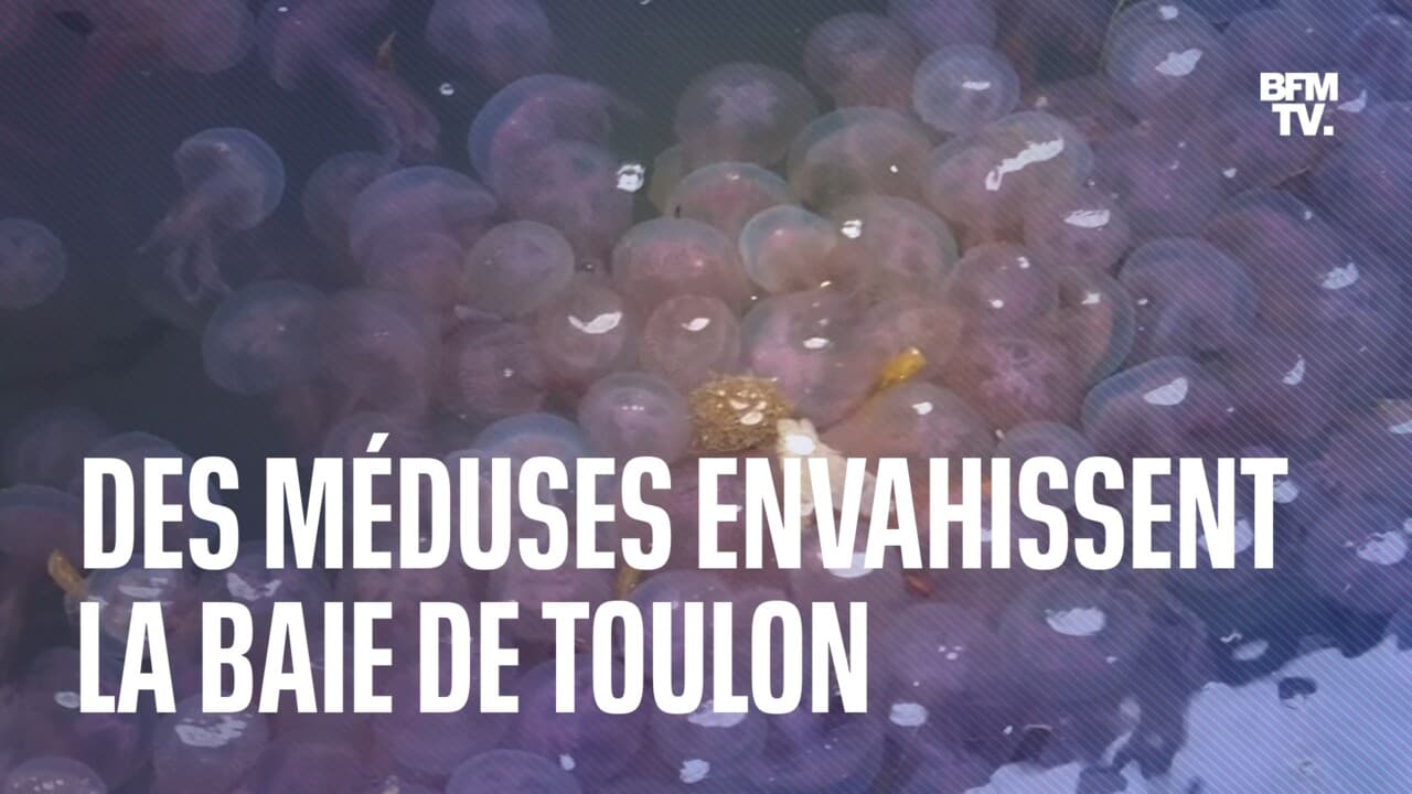 Méduses : Si on ne peut pas les éviter, autant les manger! | Euronews